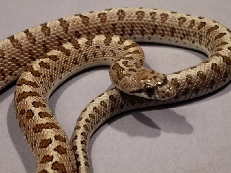 Glossy snake appearance