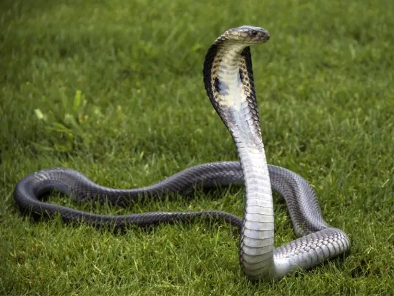 Identifying Different Types of Cobras: a Guide for Snake Enthusiasts