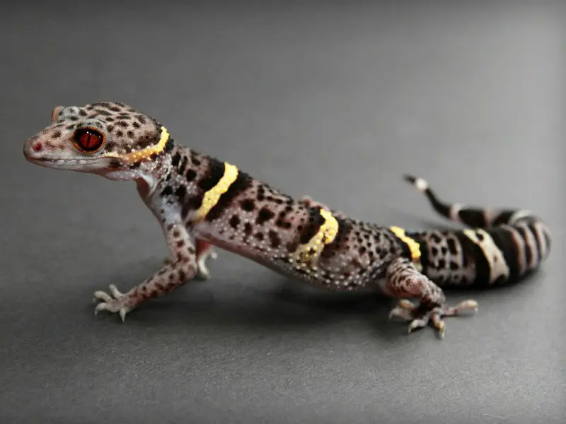 chinese gecko