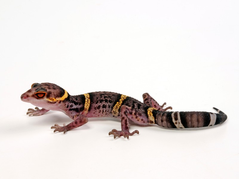 chinese gecko