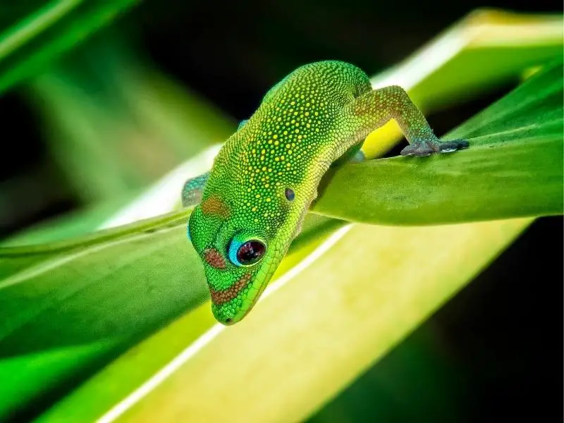 Gold Dust Day Gecko looking down the leaf