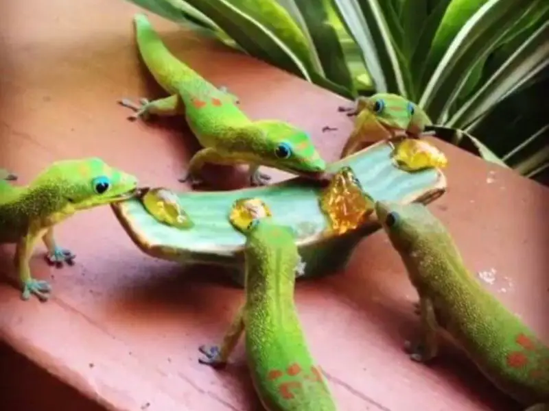 Eating Gold Dust Day Gecko