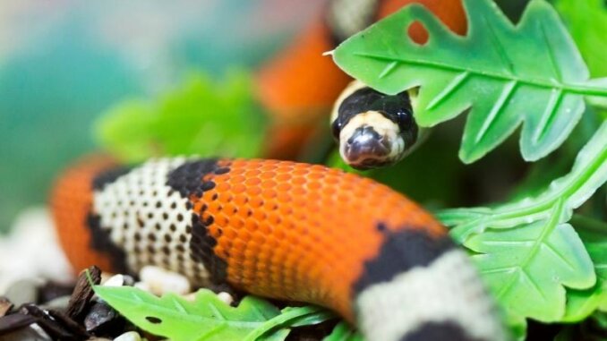 Honduran milk snake