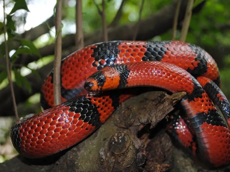 Honduran milk snake wrap on a tree