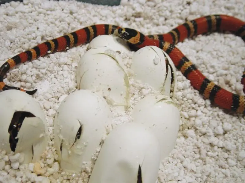 Baby Honduran milk snake with eggs