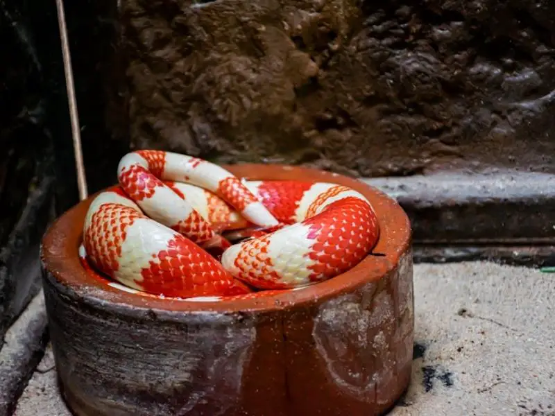 Honduran milk snake curled up in a cup
