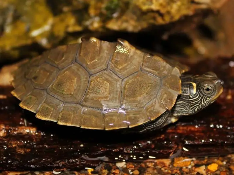 Mississippi map turtle appearance