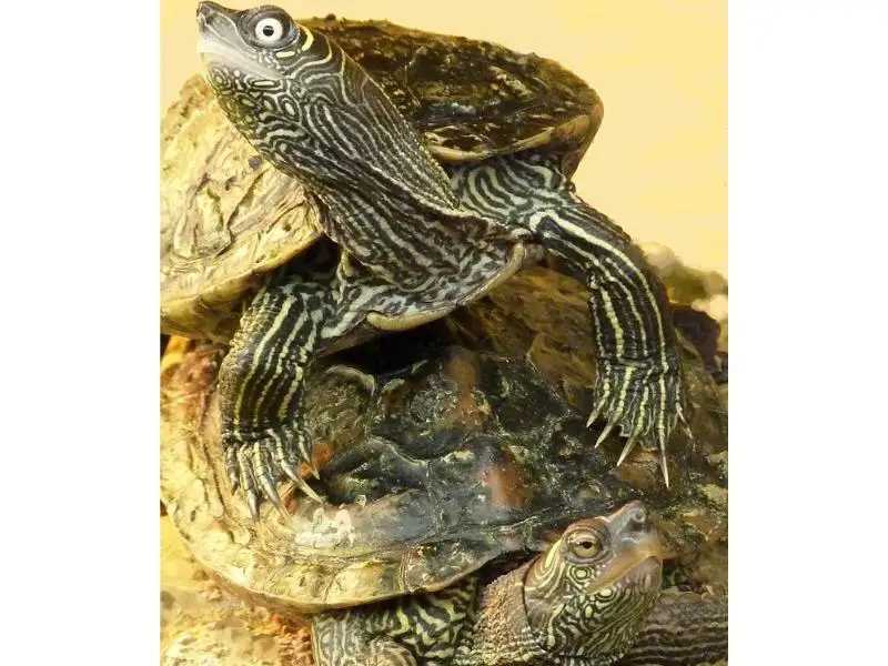 Mississippi map turtle breeding