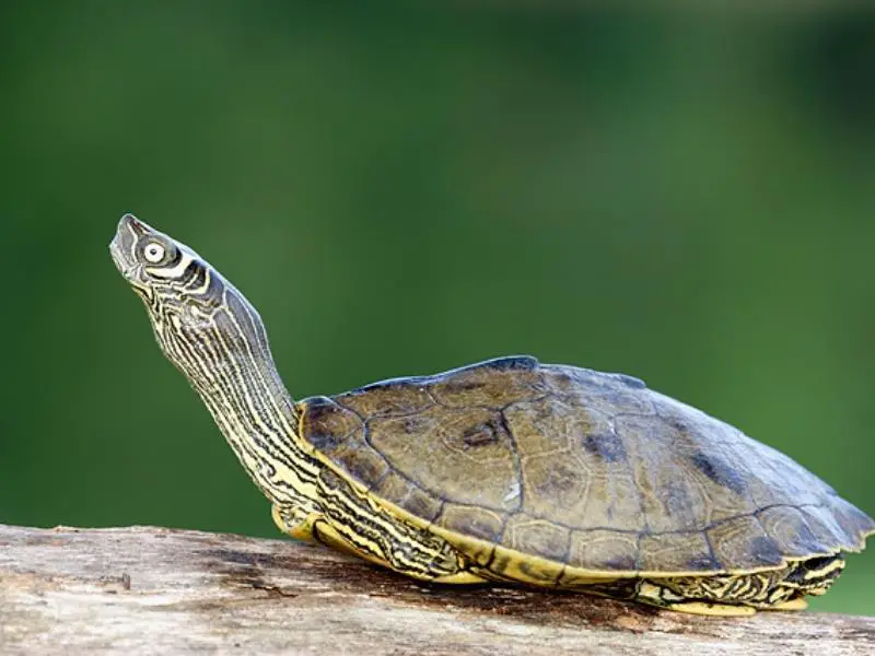 Mississippi map turtle care