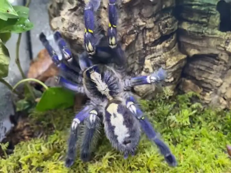 Poecilotheria metallica inside his housing with grass and tree trunk