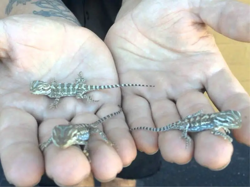 Rankin’s Dragon babies on man's hand