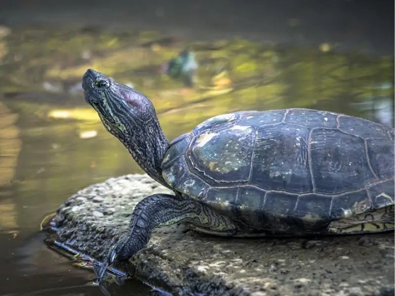 A Chinese pond turtle basking in the sun in a animal shelter farm