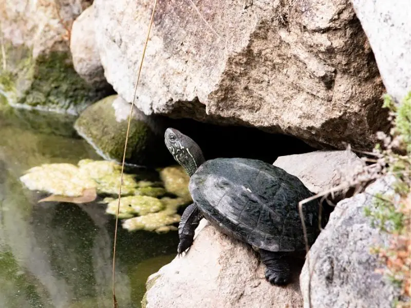 Reeve turtle sunbathing on a rock in Hanjo Park