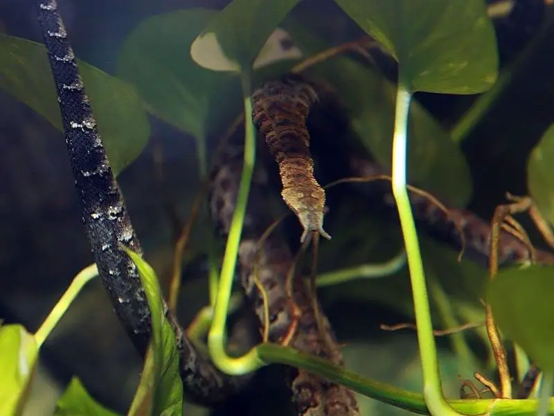 Tentacled snake dangling on the plants