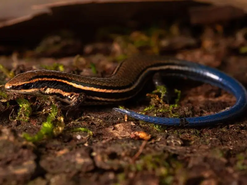 blue tailed skink on the grass