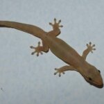 mourning gecko