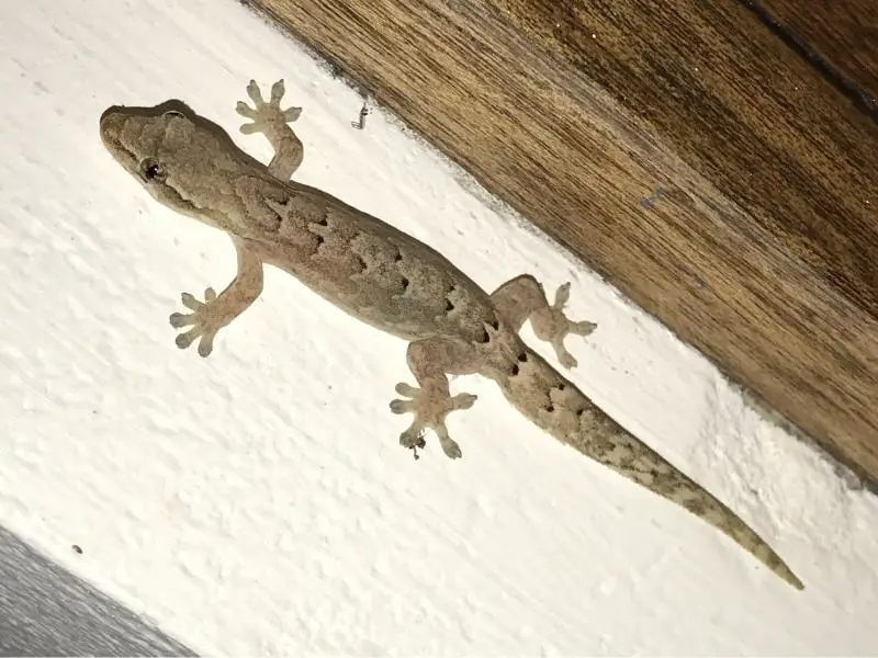 mourning gecko appearance