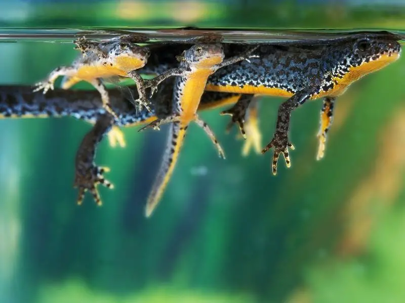 Adult Alpine Newt with young ones
