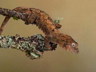 Chahoua Gecko camouflaged against a lichen covered branch
