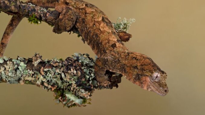 Chahoua Gecko camouflaged against a lichen covered branch