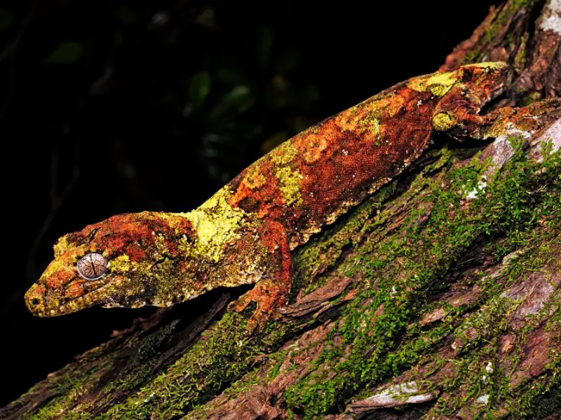 Chahoua Gecko appearance