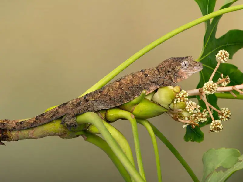 Chahoua Gecko care