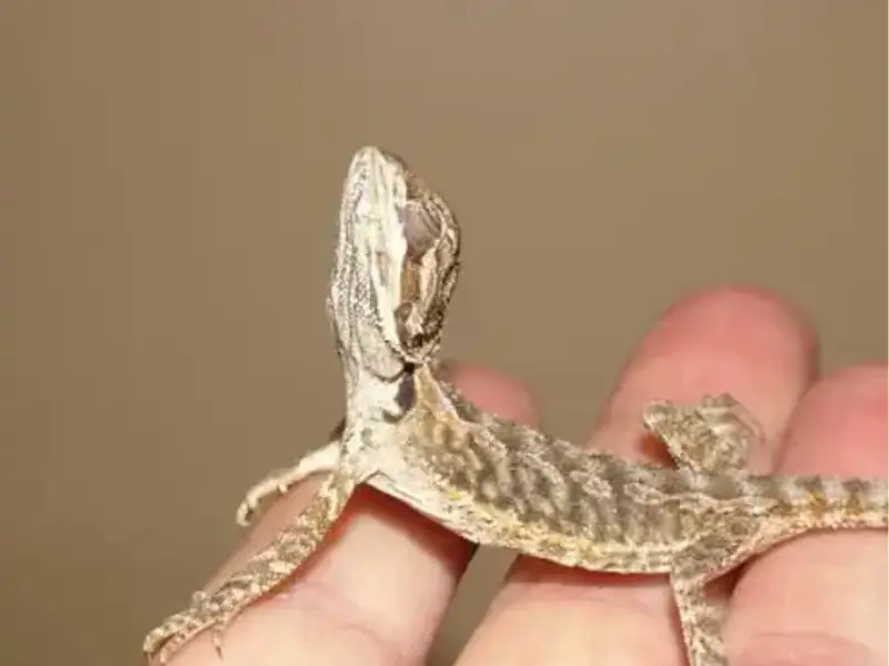 How Long Can a Bearded Dragon Live With Adv?