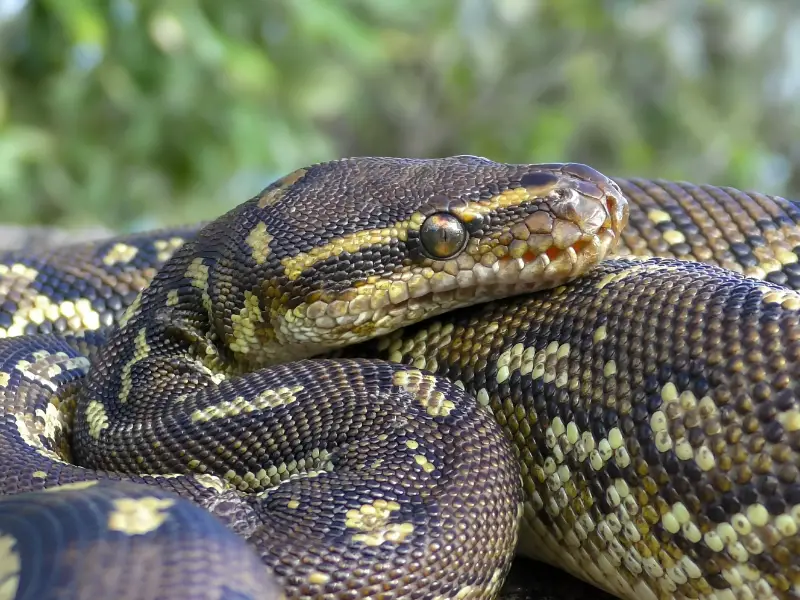 Angolan Python Appearance