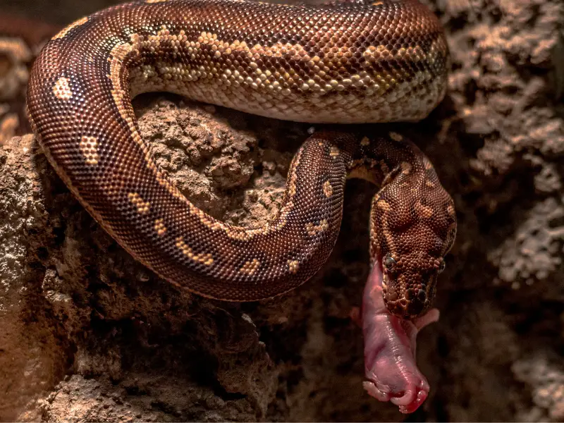 Angolan Python eating dead rat