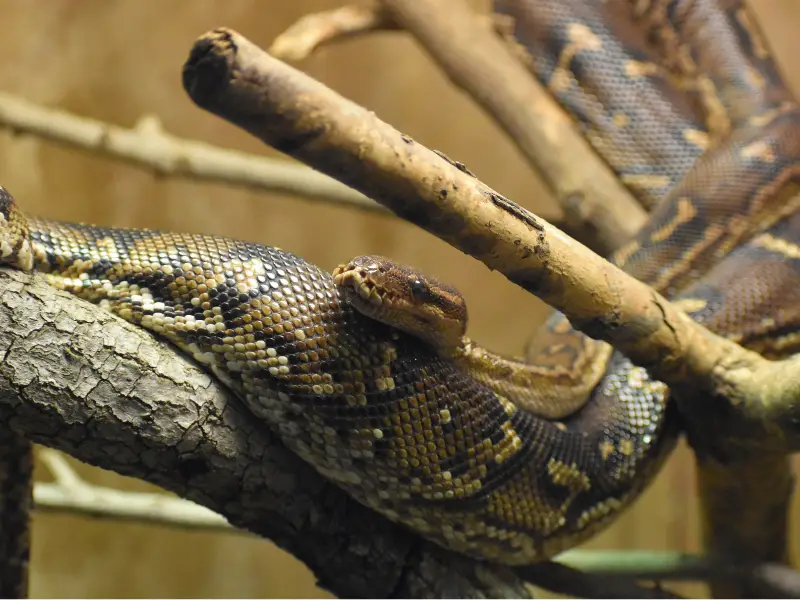 Angolan Python resting