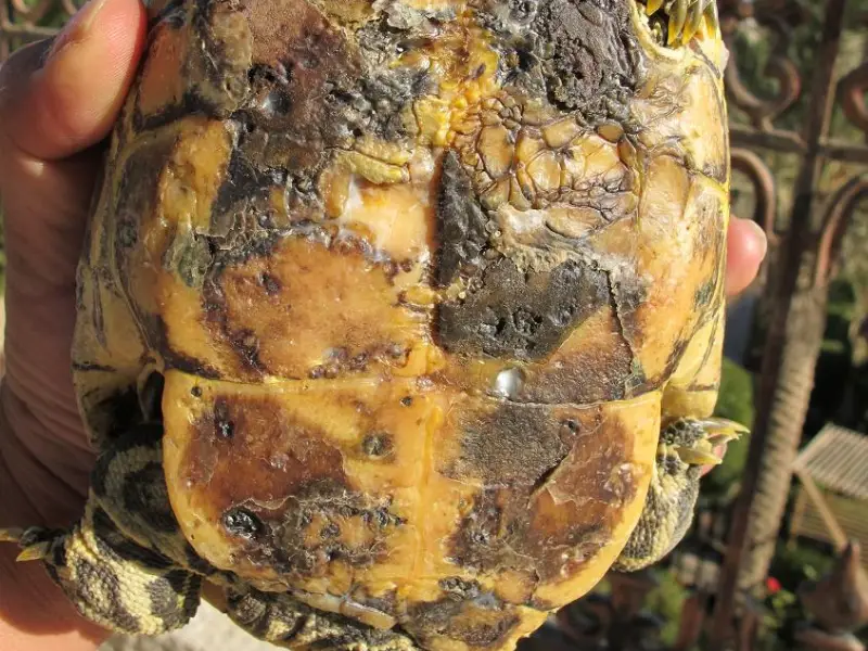 How To Identify Shell Rot