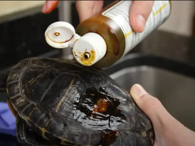 How To Treat Shell Rot