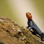 Red Headed Agama