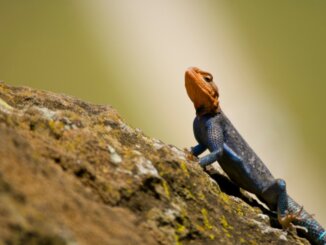 Red Headed Agama