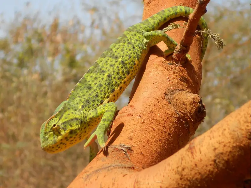 Senegal Chameleon appearance