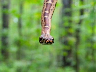 Short-Tail Python