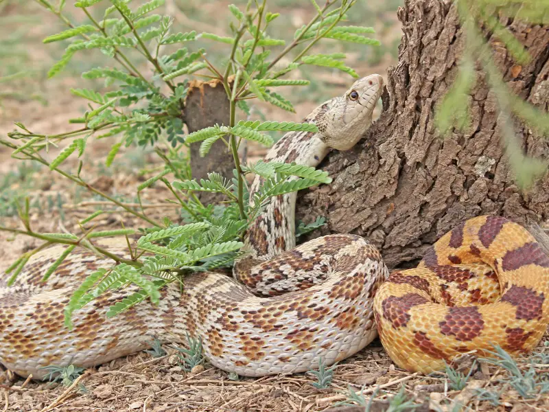 Sonoran Gopher Snake care