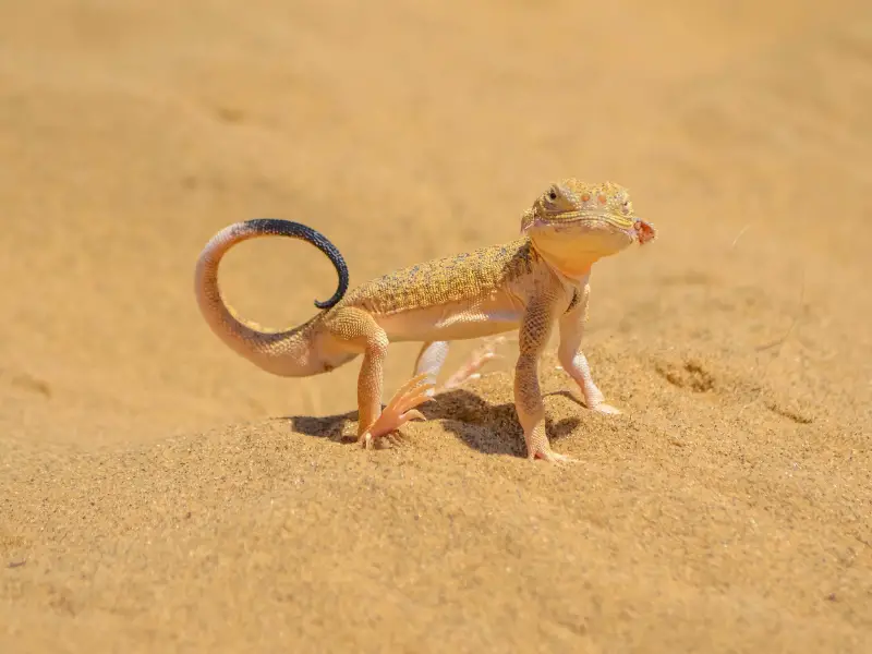 A toad-headed agama on sand
