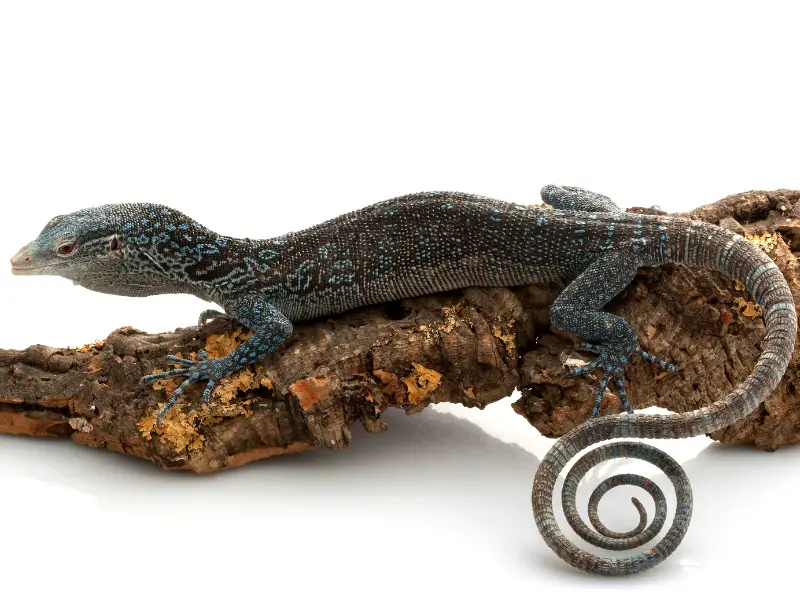 Blue tree monitor appearance