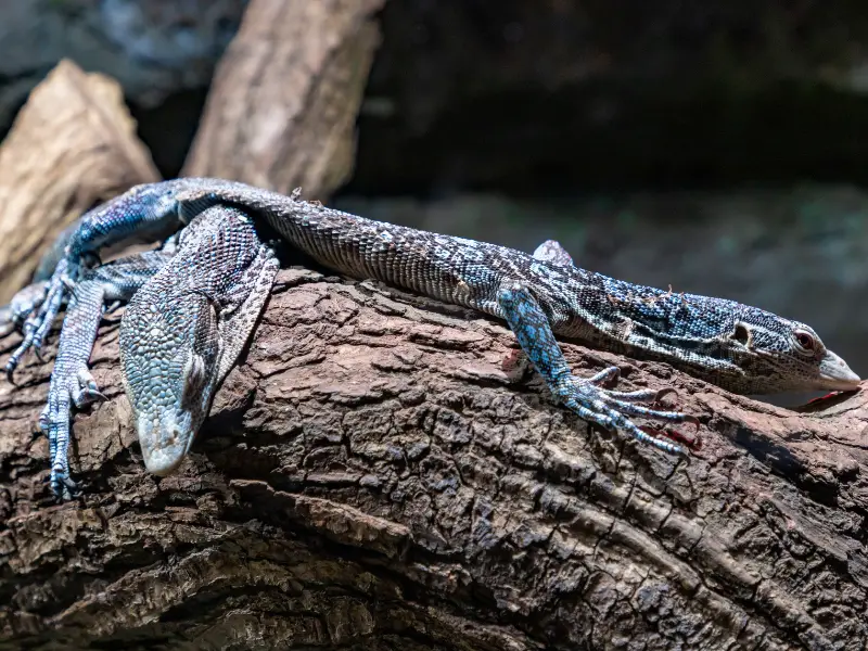 Two Blue tree monitor
