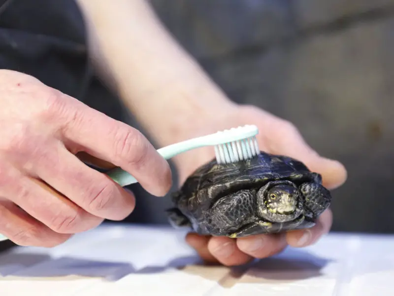 Brushing turtle shell