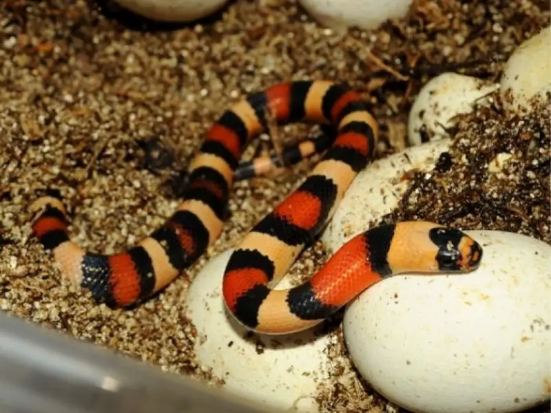 Pueblan Milk Snake breeding