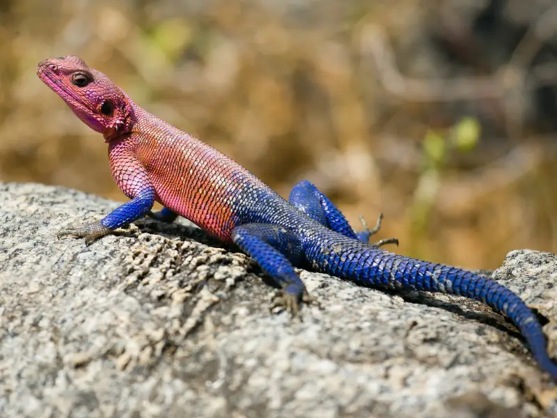 Red Headed Agama Appearance
