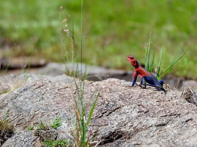 Red Headed Agama sitting on the rock