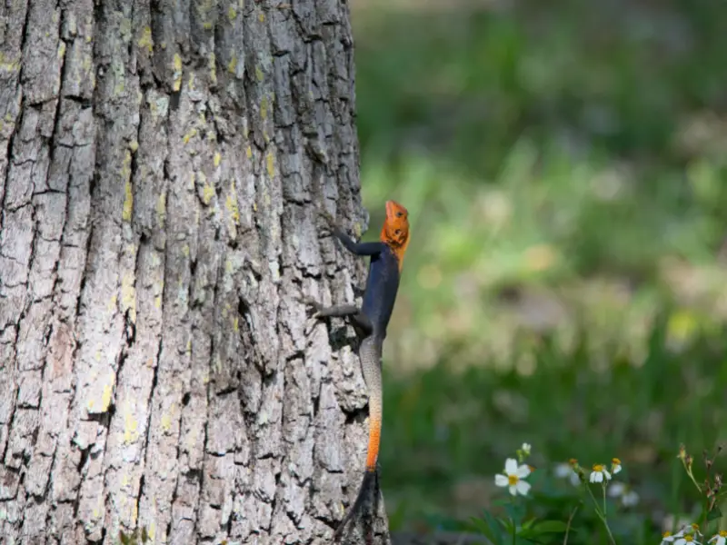 Red Headed Agama climbing on a tree 