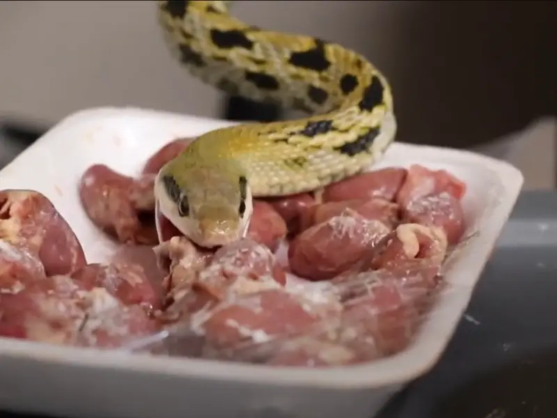 Taiwan Beauty Snake eating chicken