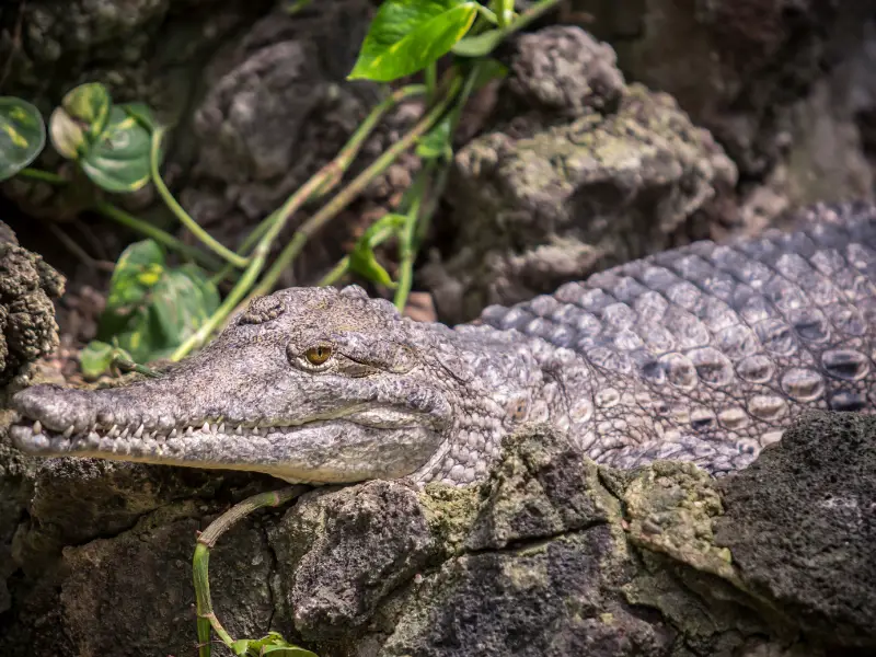 Caiman Crocodile care