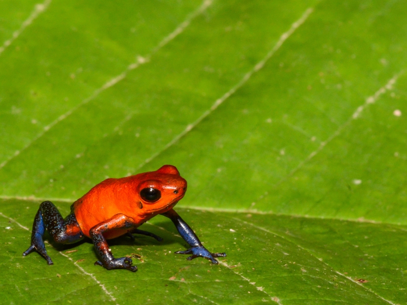 Strawberry Poison Dart Frog appearance