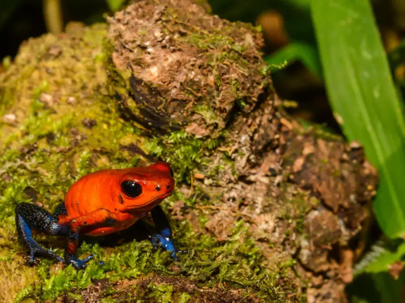 Strawberry Poison Dart Frog care