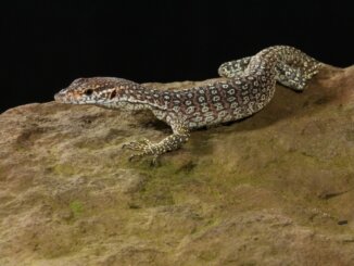 Timor Monitor resting on a rock